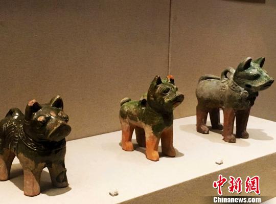 安徽博物院馆藏的东汉绿釉陶狗。　张强 摄