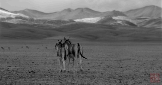 艺术家李季展出动物摄影佳作 “你可以感受到它们的内心和情感”