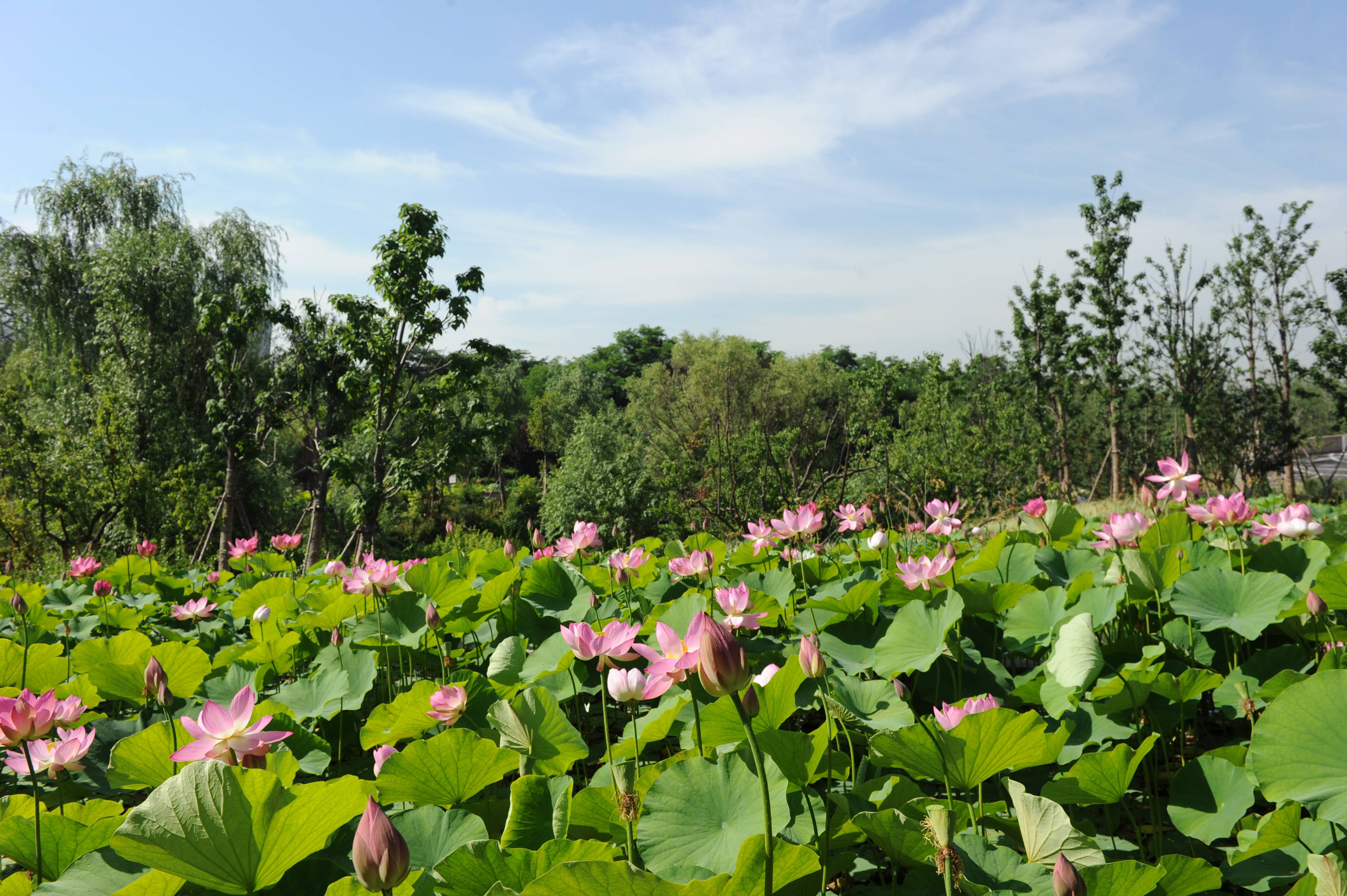 青岛首届荷花节亮相青岛世博园