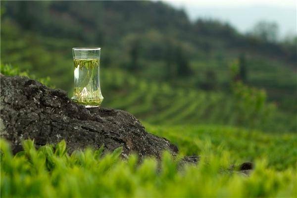 有名的绿茶有哪些，为何竹叶青茶能率先走出国门？